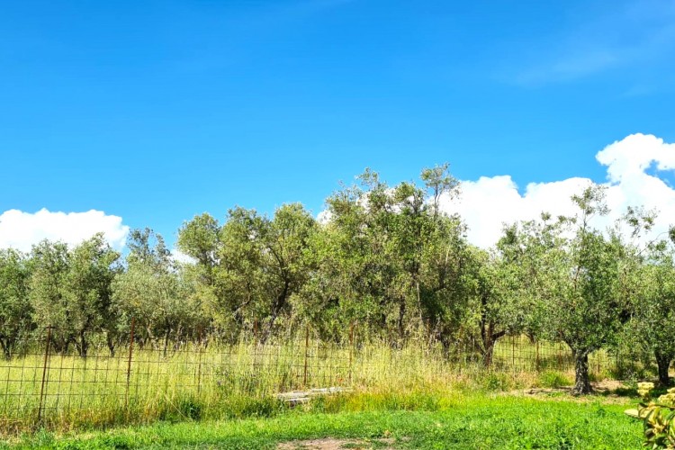 TERRENO AGRICOLO CON ULIVETO A VETRALLA IN LOCALITA' PONTARELLO