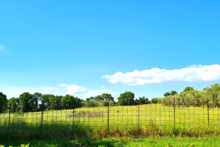 TERRENO AGRICOLO CON ULIVETO A VETRALLA IN LOCALITA' PONTARELLO