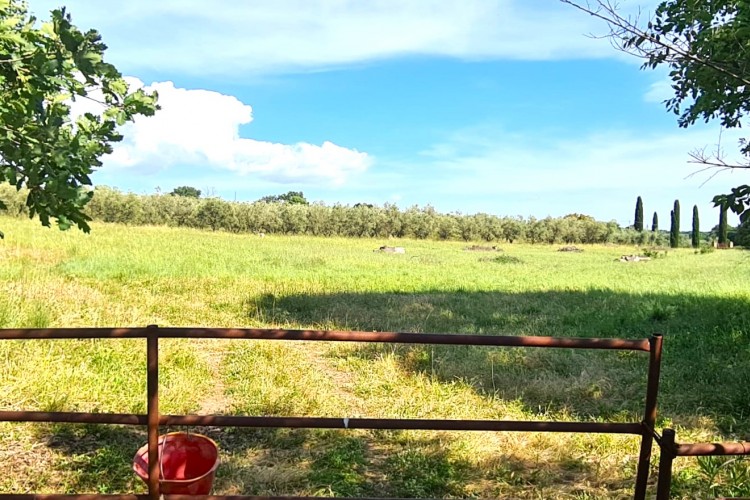 TERRENO AGRICOLO CON ULIVETO A VETRALLA IN LOCALITA' PONTARELLO