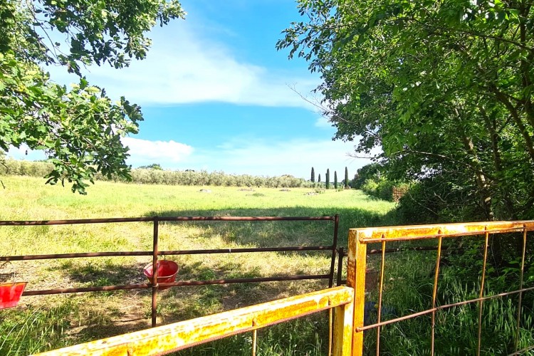 TERRENO AGRICOLO CON ULIVETO A VETRALLA IN LOCALITA' PONTARELLO