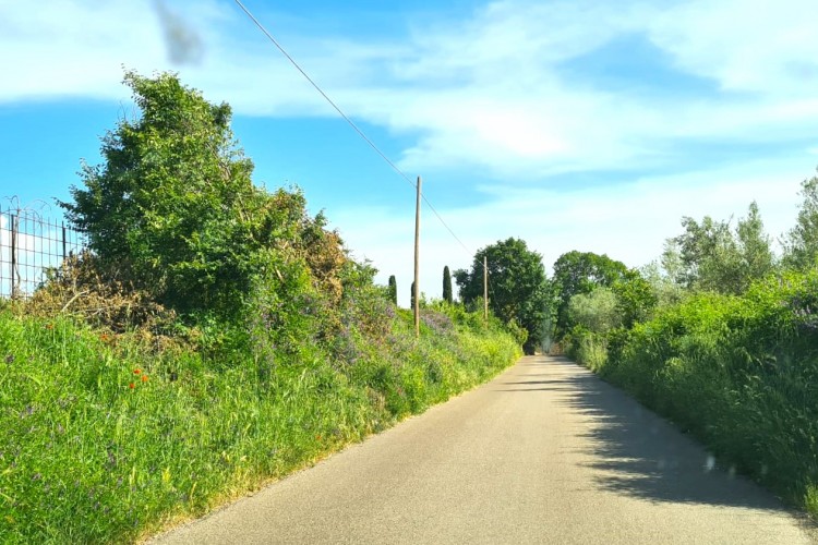 TERRENO AGRICOLO CON ULIVETO A VETRALLA IN LOCALITA' PONTARELLO