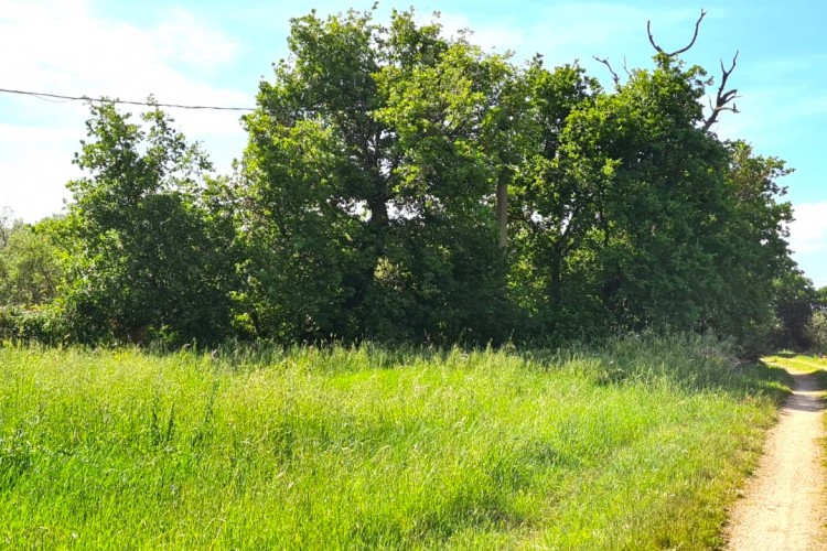 TERRENO AGRICOLO CON ULIVETO A VETRALLA IN LOCALITA' PONTARELLO